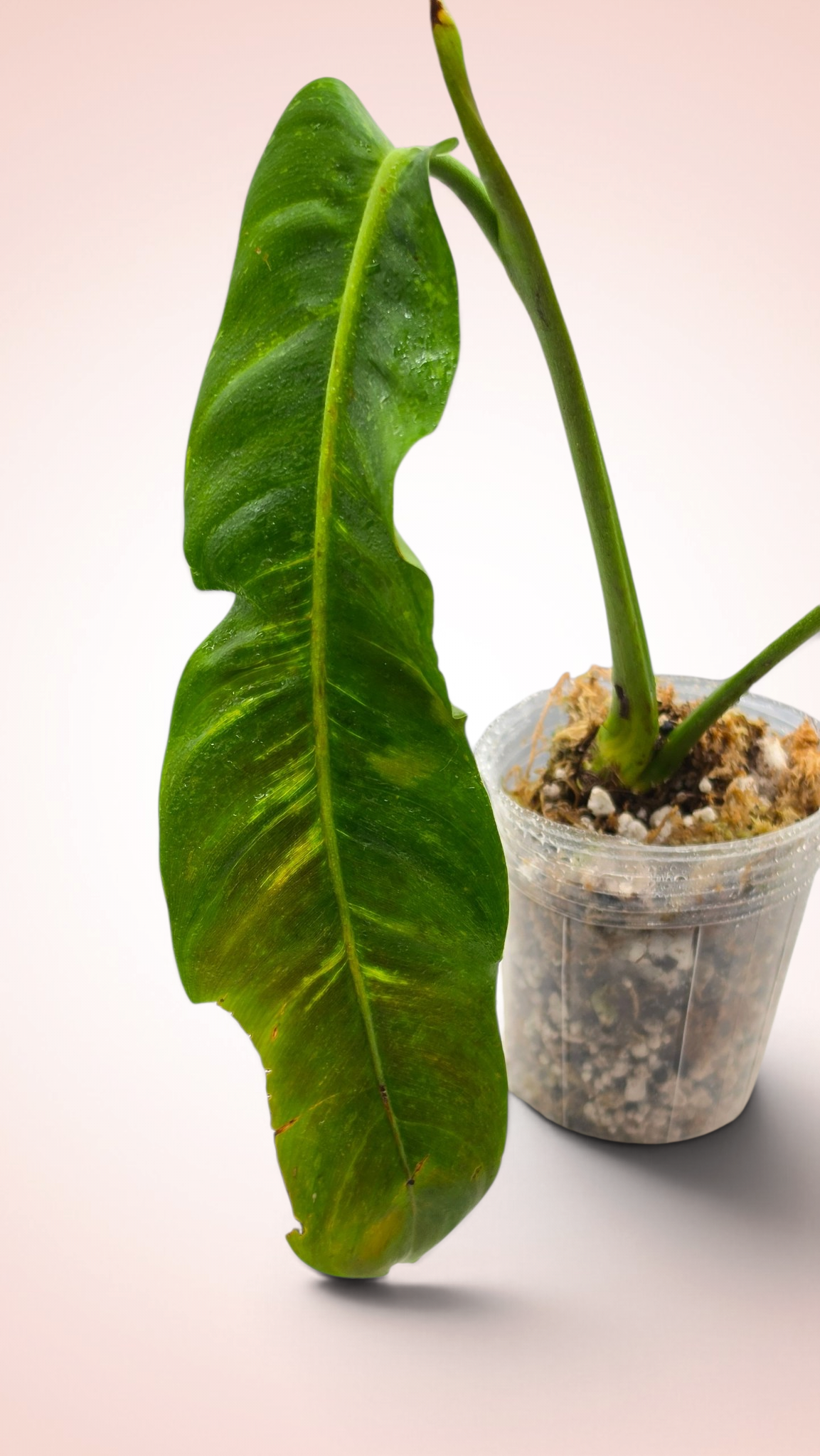 Philodendron Patriciae Variegated