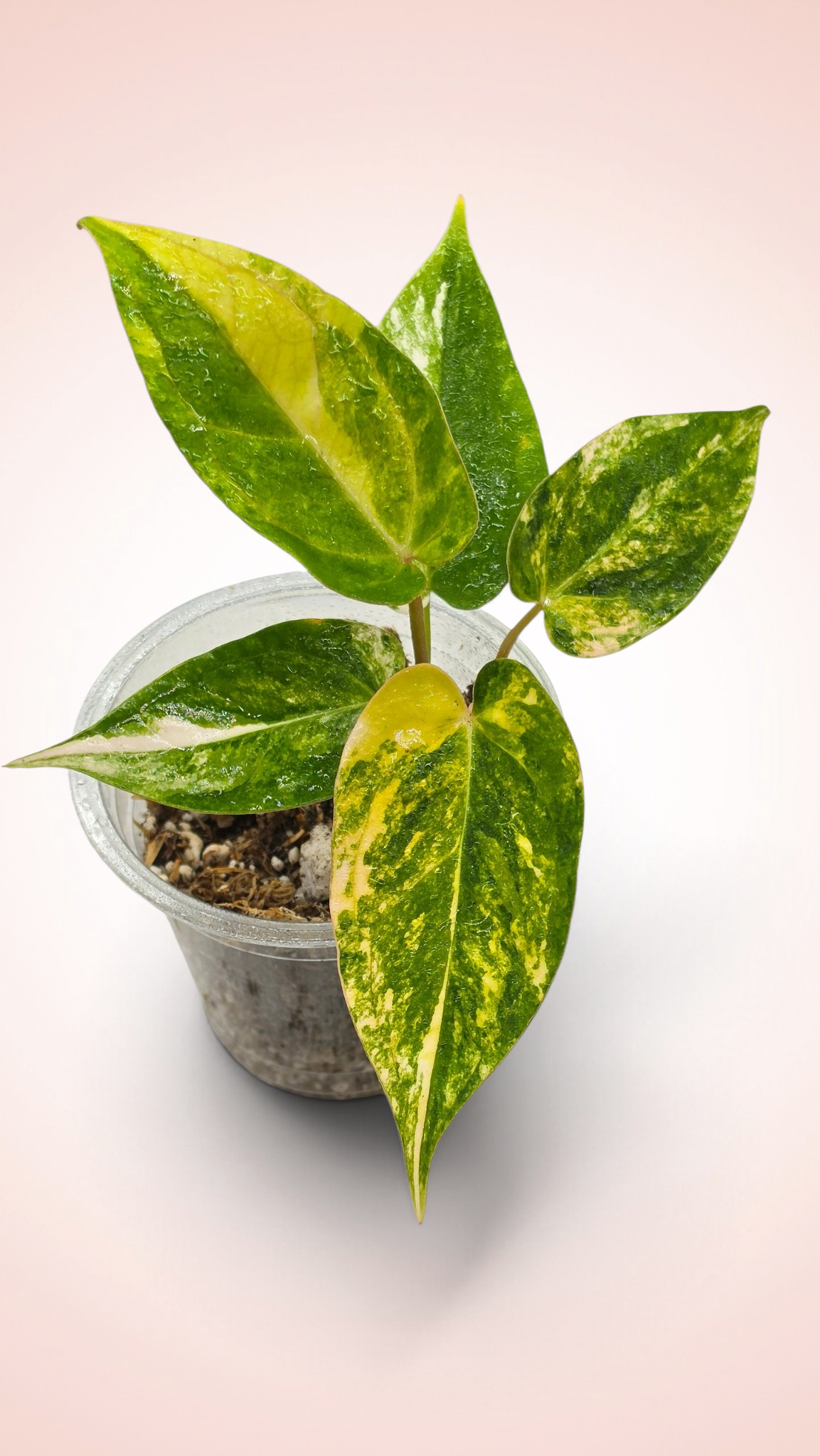 Anthurium papillilaminum x red crystallinum variegated