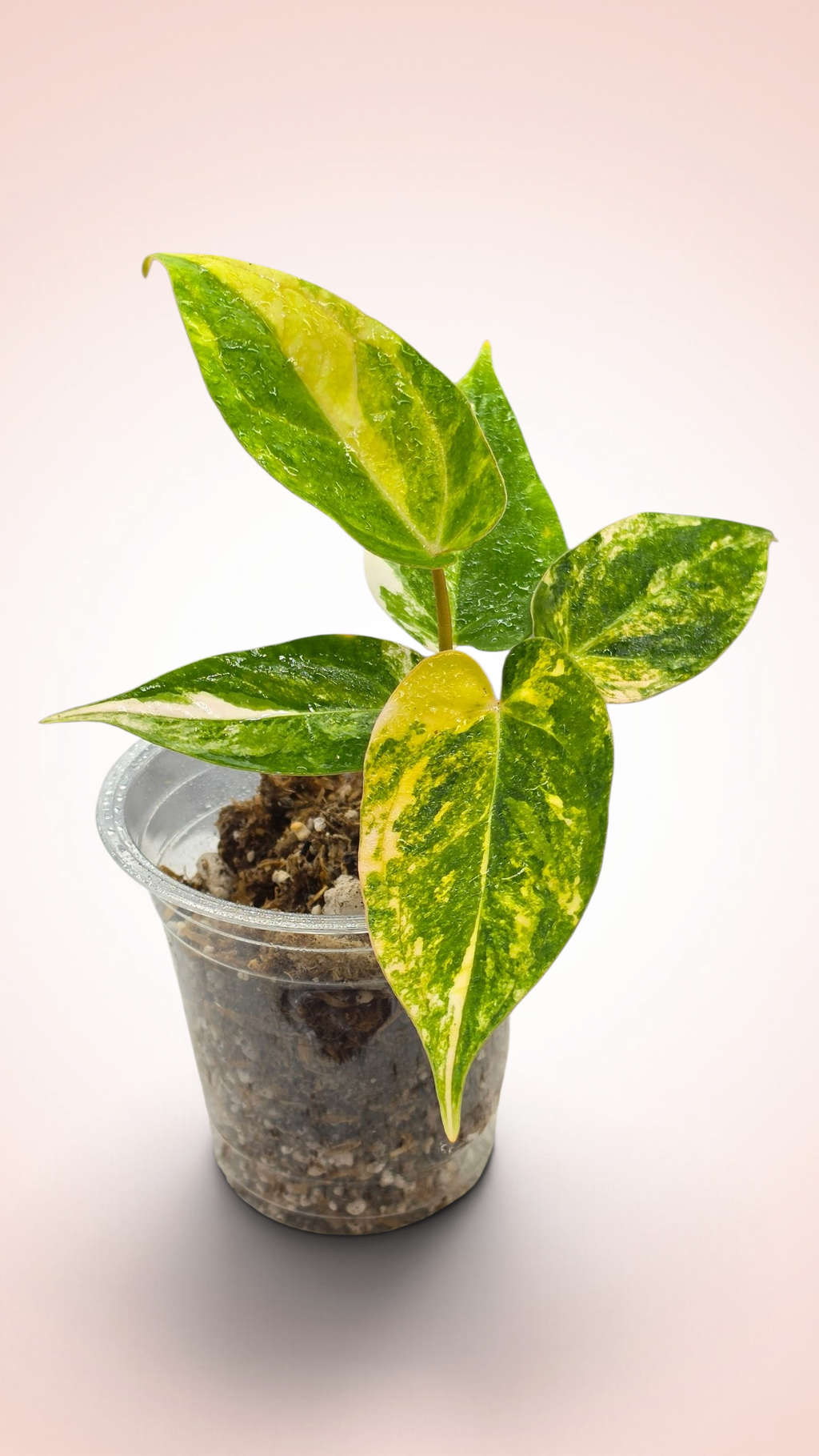 Anthurium papillilaminum x red crystallinum variegated