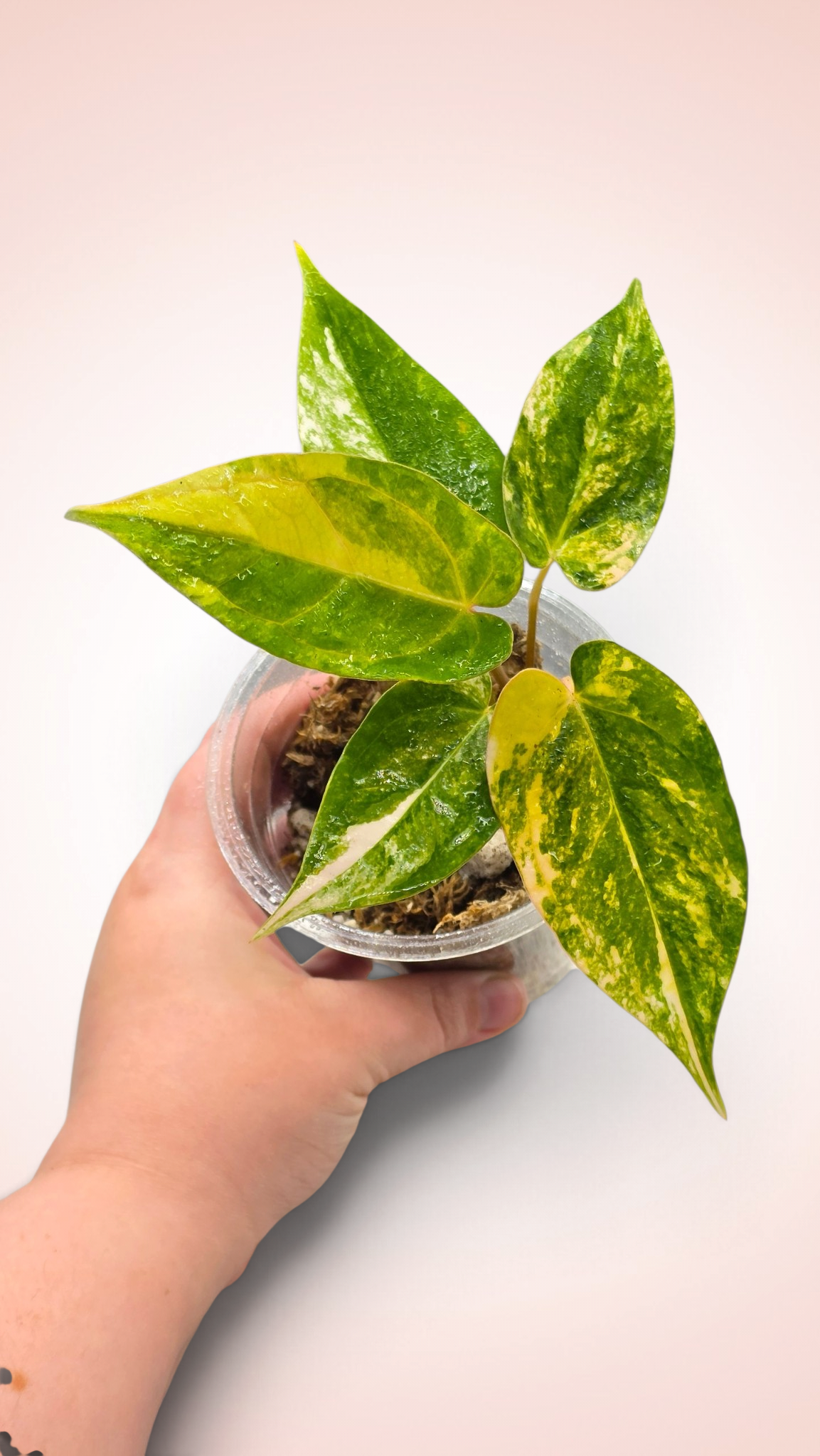 Anthurium papillilaminum x red crystallinum variegated