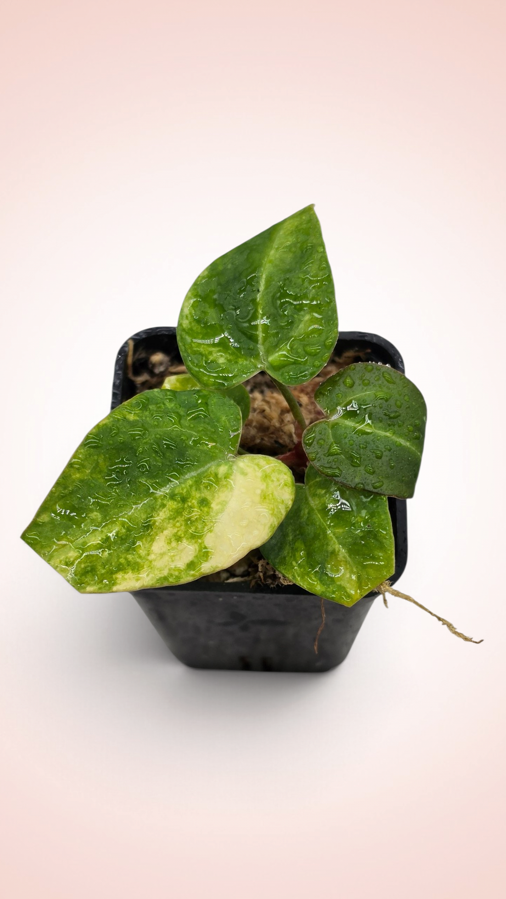 Anthurium papillilaminum x magnificum variegated