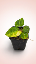 Anthurium papillilaminum x magnificum variegated