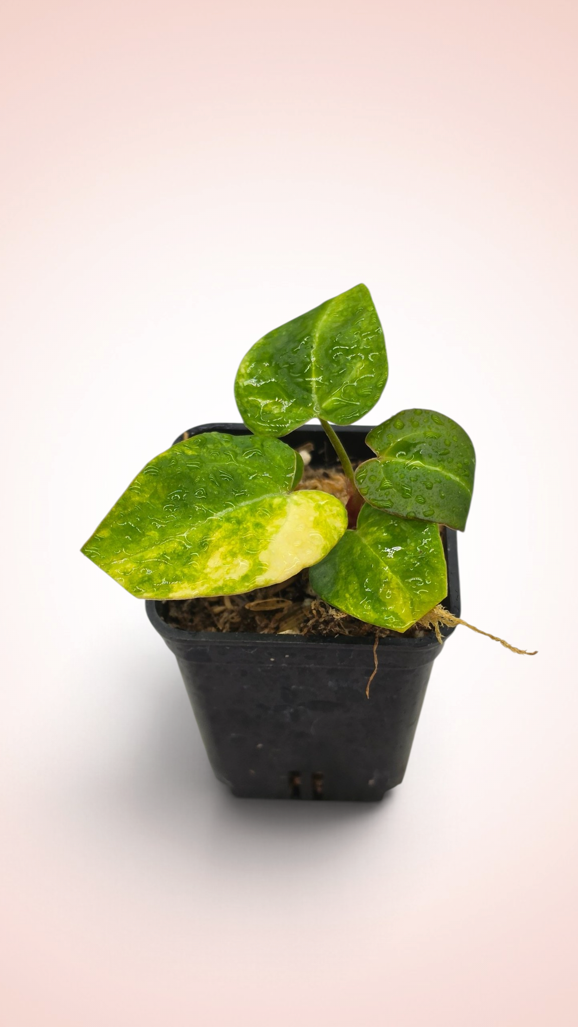 Anthurium papillilaminum x magnificum variegated
