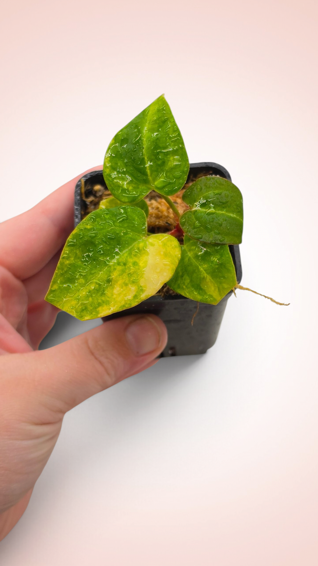 Anthurium papillilaminum x magnificum variegated