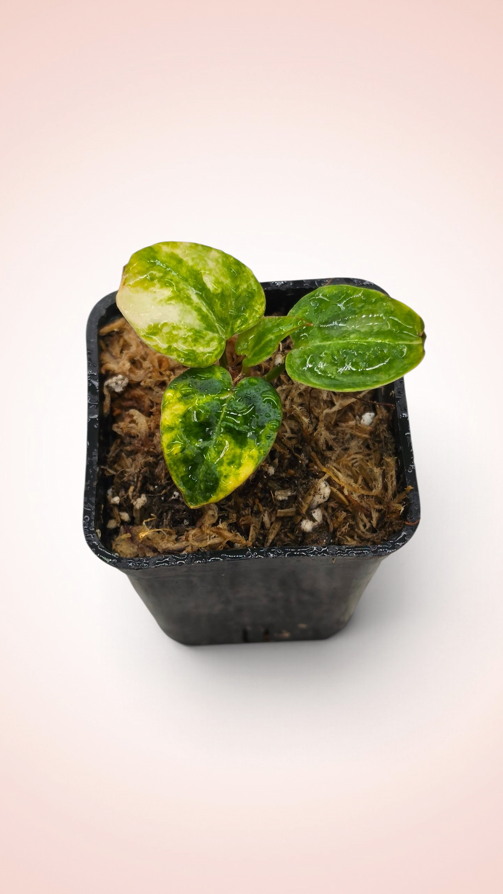 anthurium papillilaminum x magnificum variegated