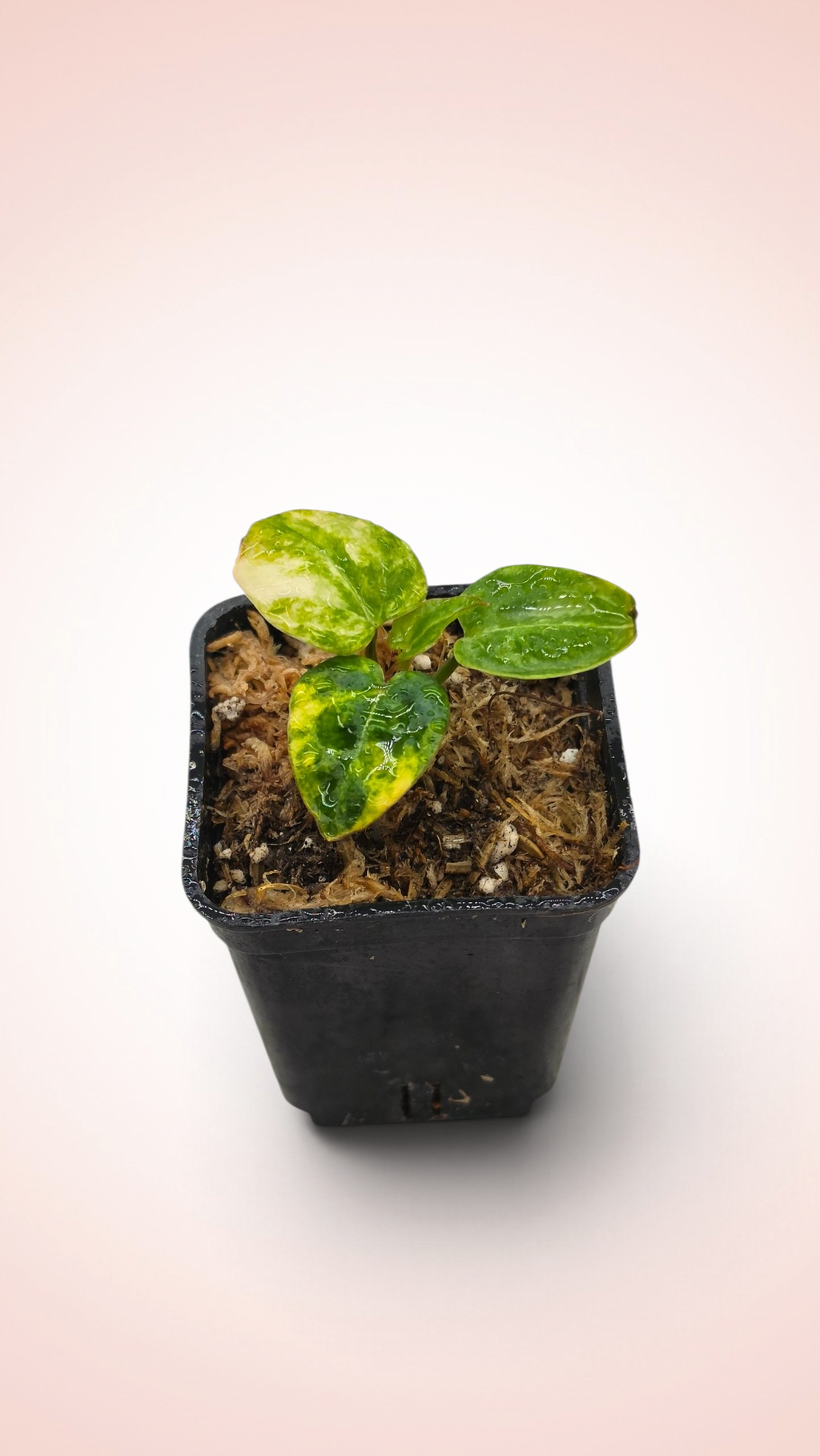 anthurium papillilaminum x magnificum variegated