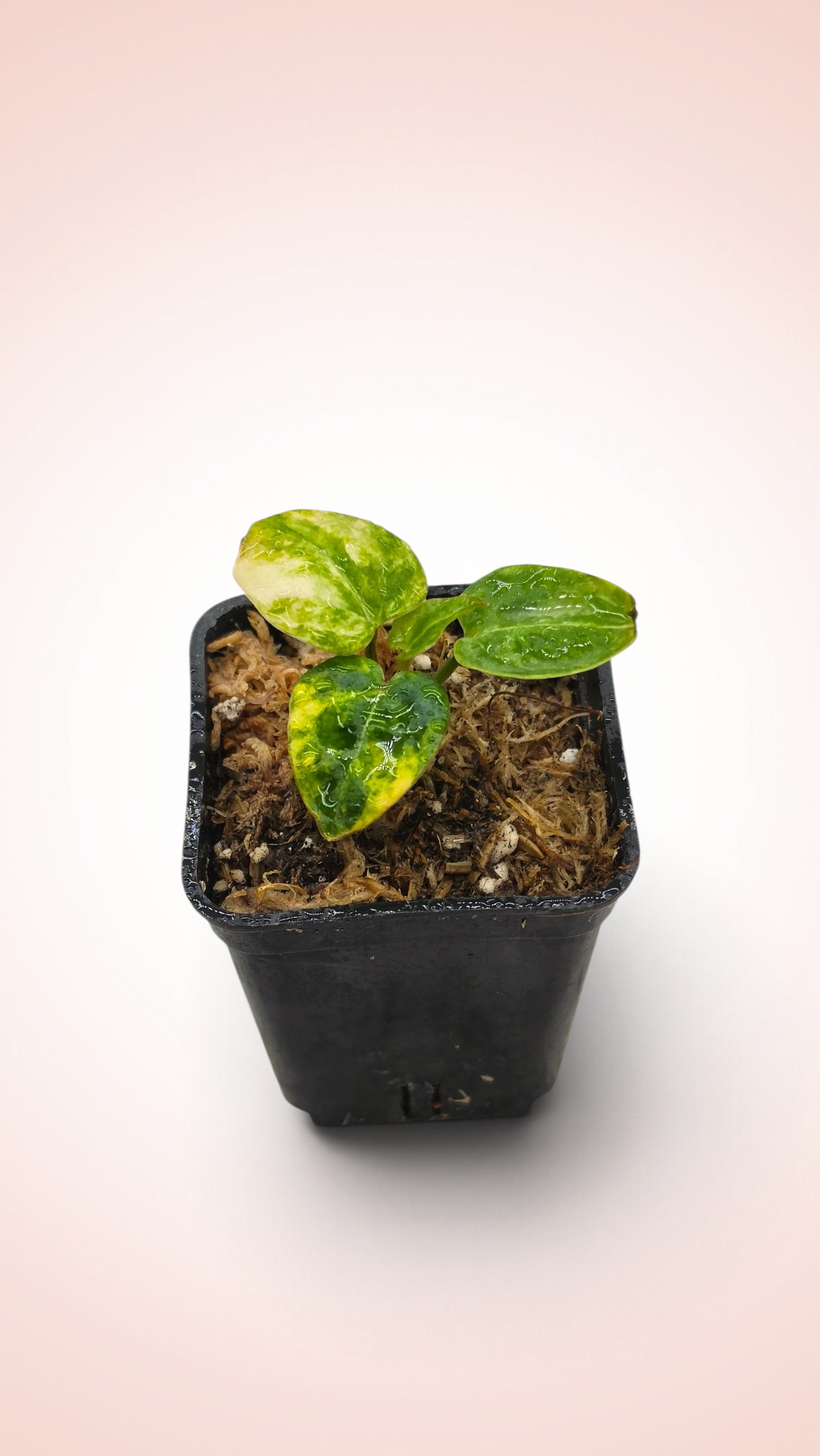 anthurium papillilaminum x magnificum variegated