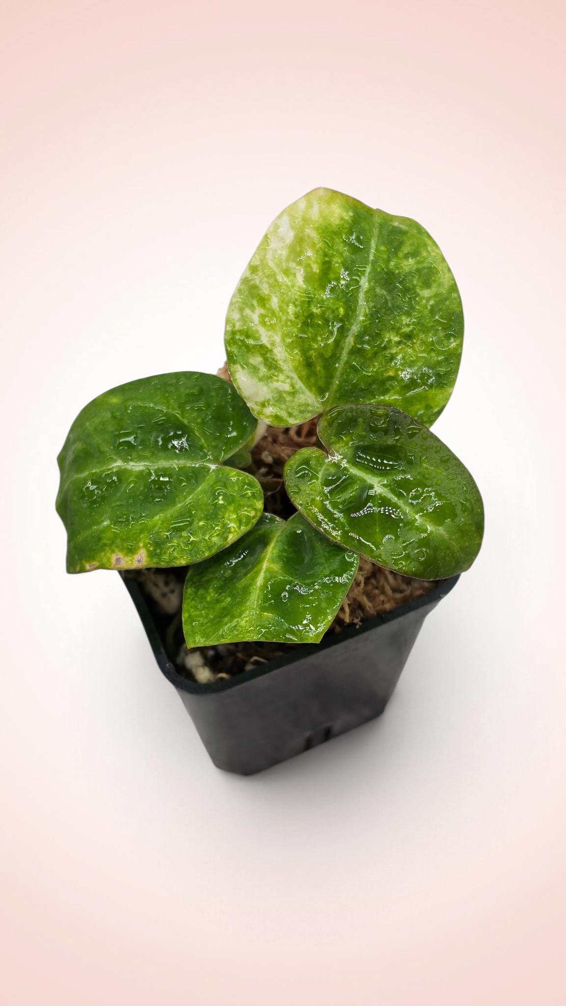 Anthurium papillilaminum x magnificum variegated