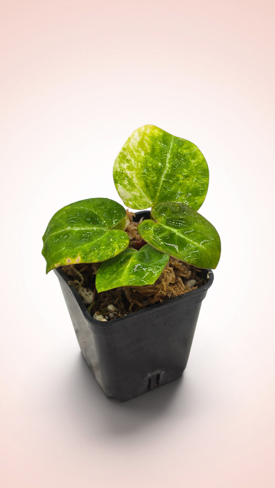 Anthurium papillilaminum x magnificum variegated