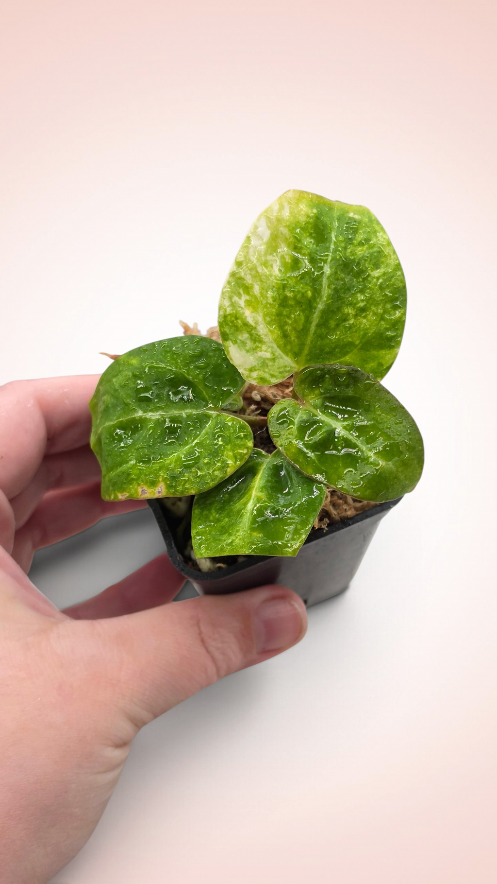 Anthurium papillilaminum x magnificum variegated