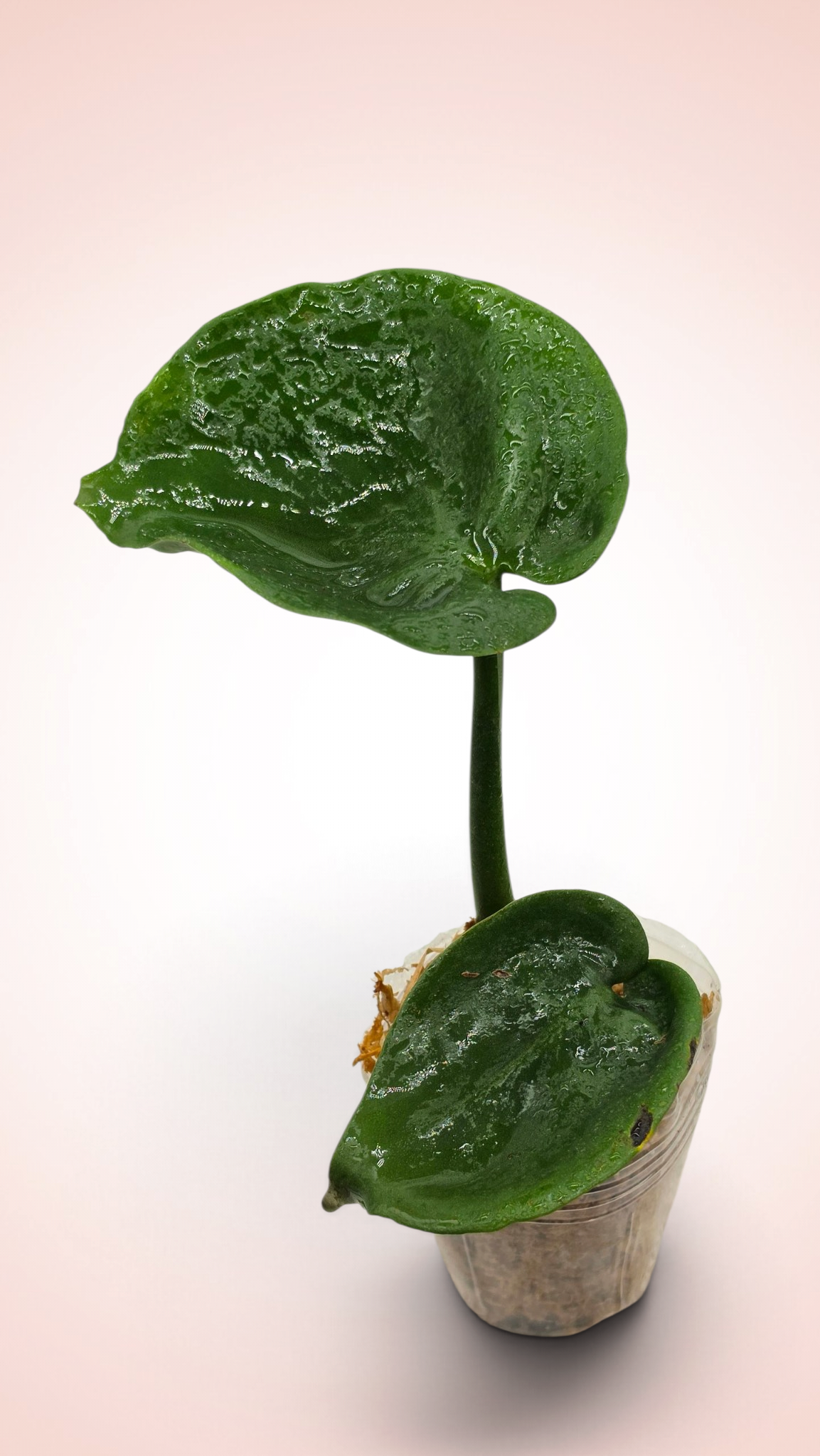 Monstera Cupcake
