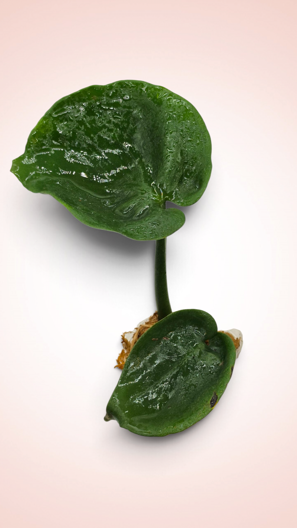 Monstera Cupcake