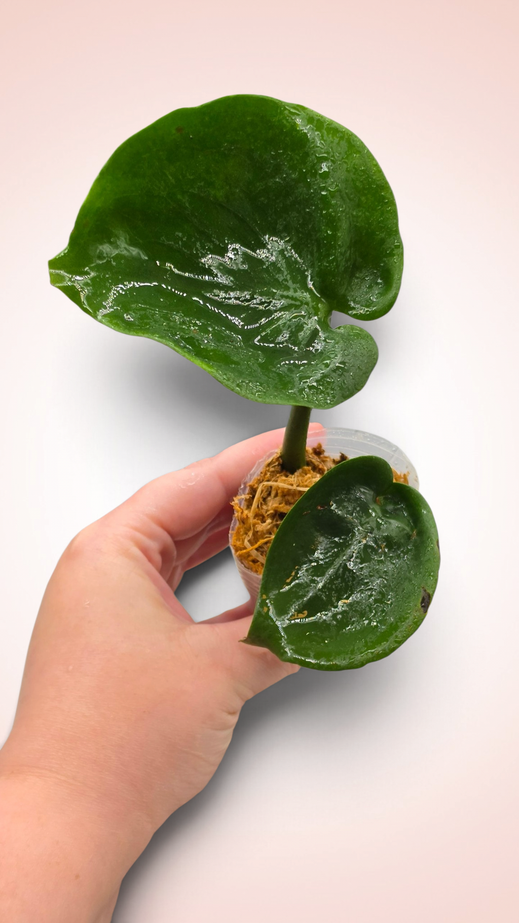 Monstera Cupcake