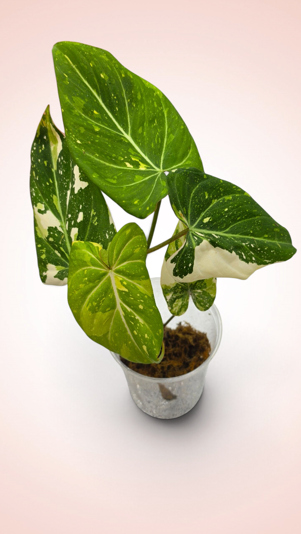 Philodendron Gloriosum Galaxy Variegated