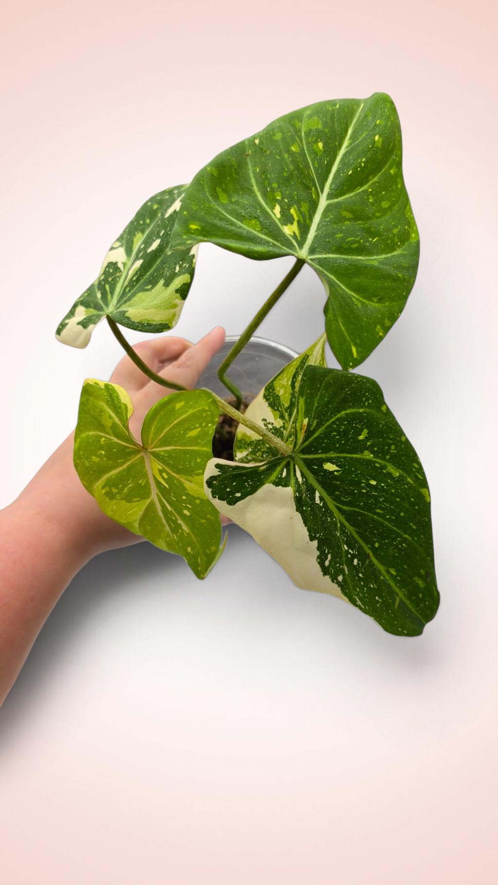 Philodendron Gloriosum Galaxy Variegated