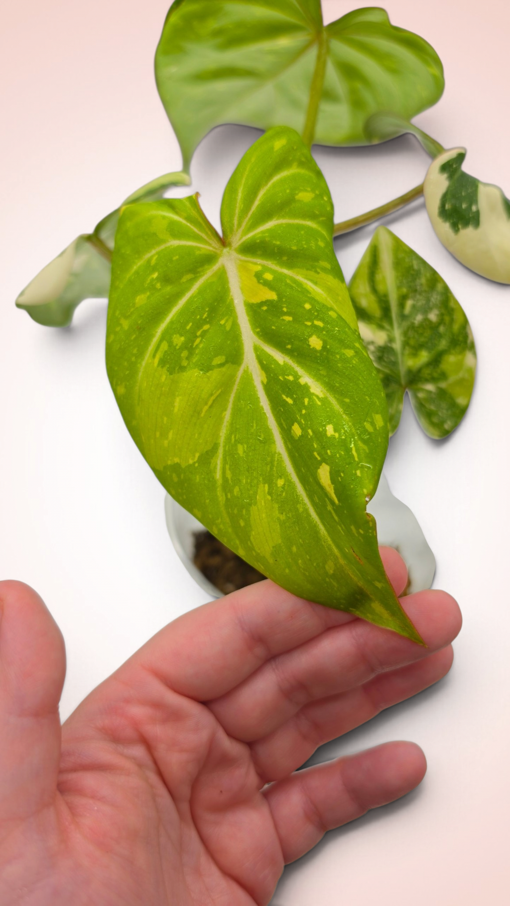 Philodendron Gloriosum Galaxy Variegated