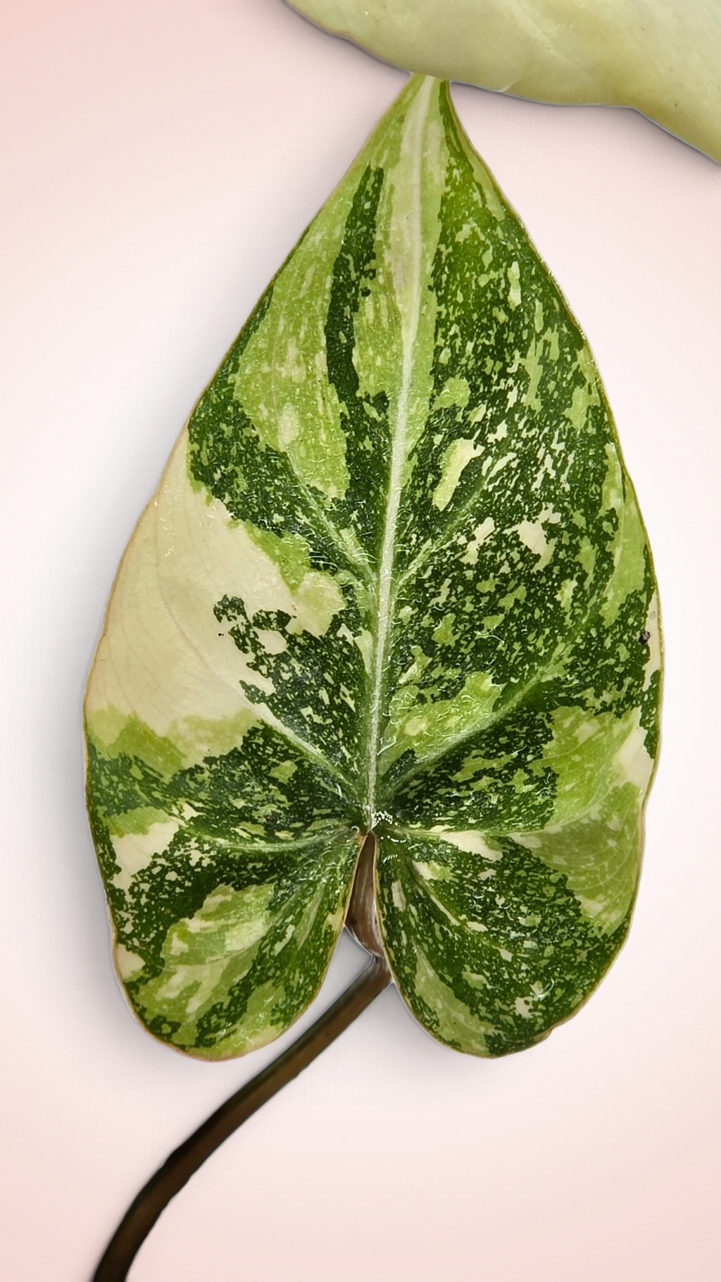 Philodendron Gloriosum Galaxy Variegated