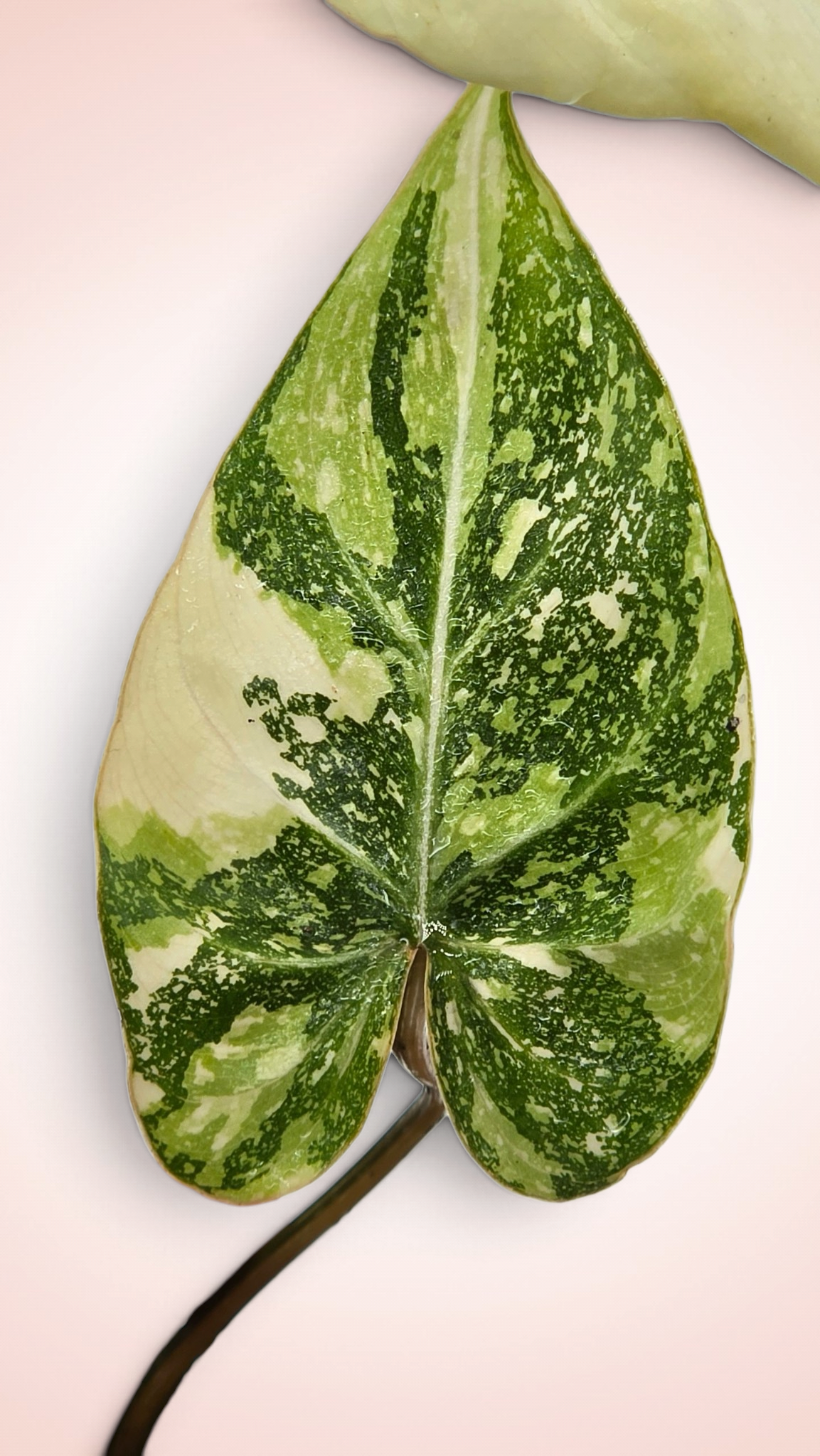 Philodendron Gloriosum Galaxy Variegated