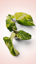 Philodendron Gloriosum Galaxy Variegated