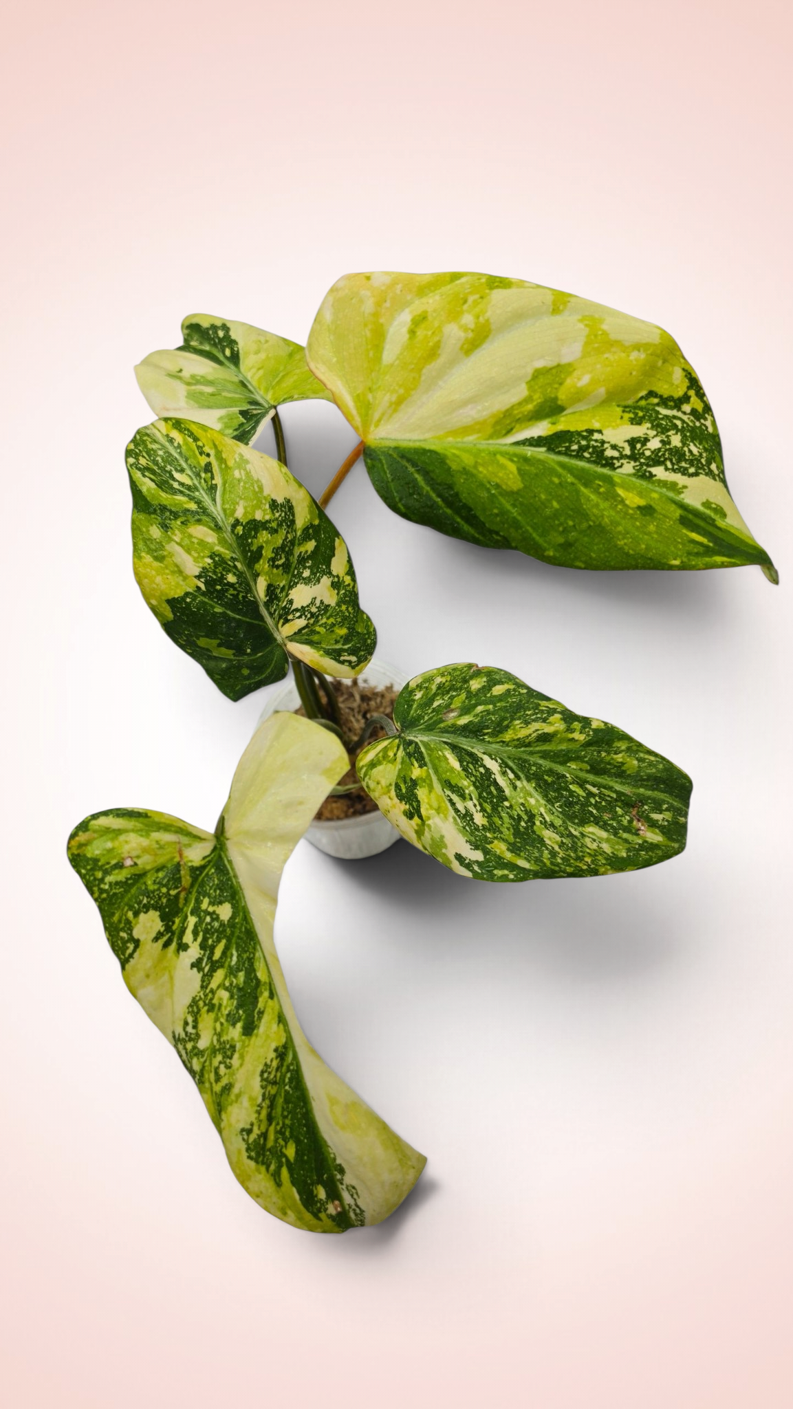 Philodendron Gloriosum Galaxy Variegated