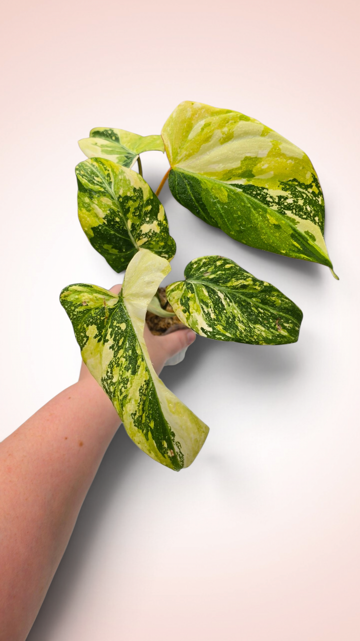 Philodendron Gloriosum Galaxy Variegated