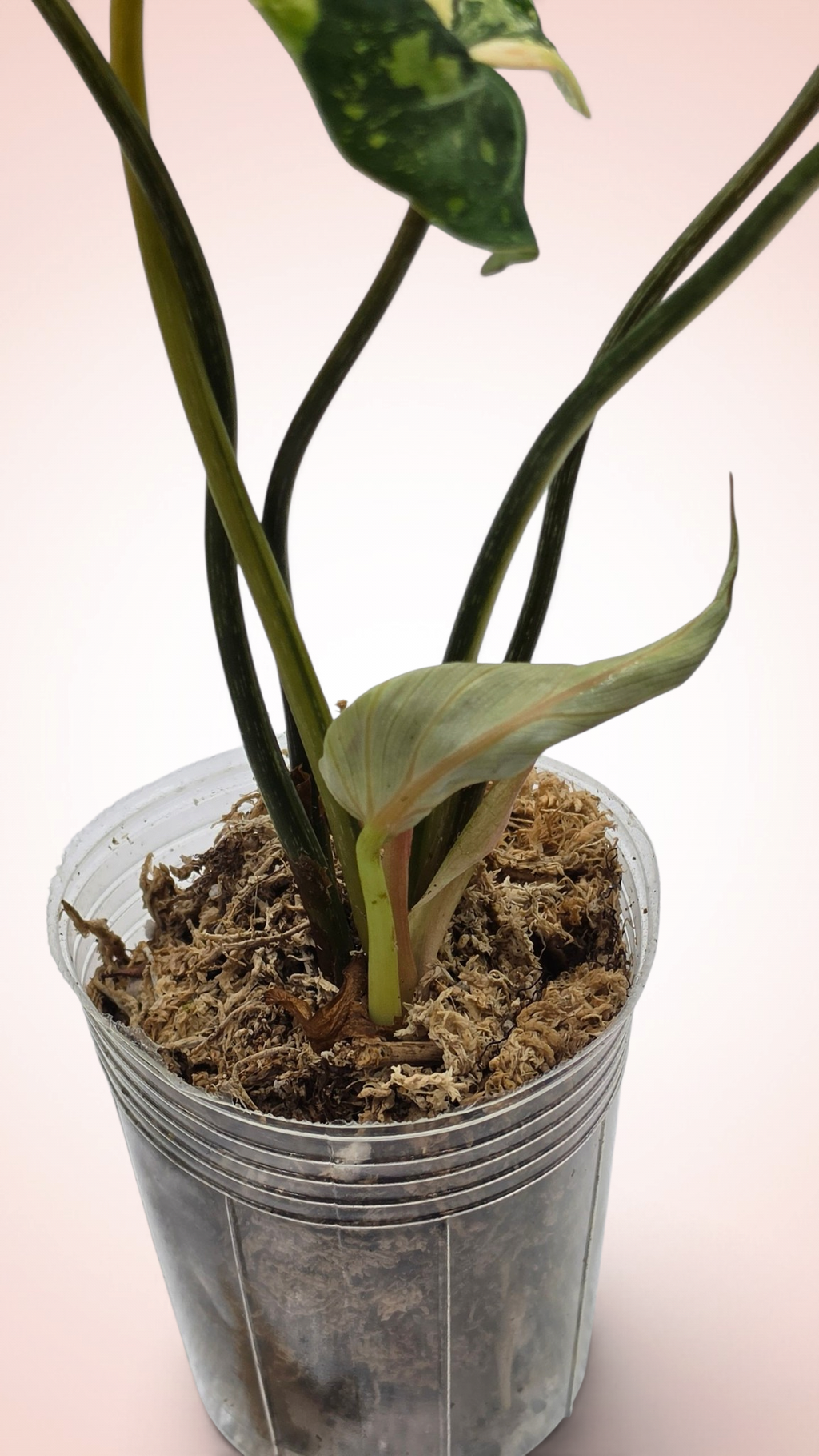 Philodendron Gloriosum Galaxy Variegated