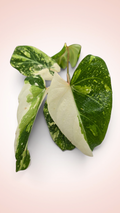 Philodendron Gloriosum Galaxy Variegated