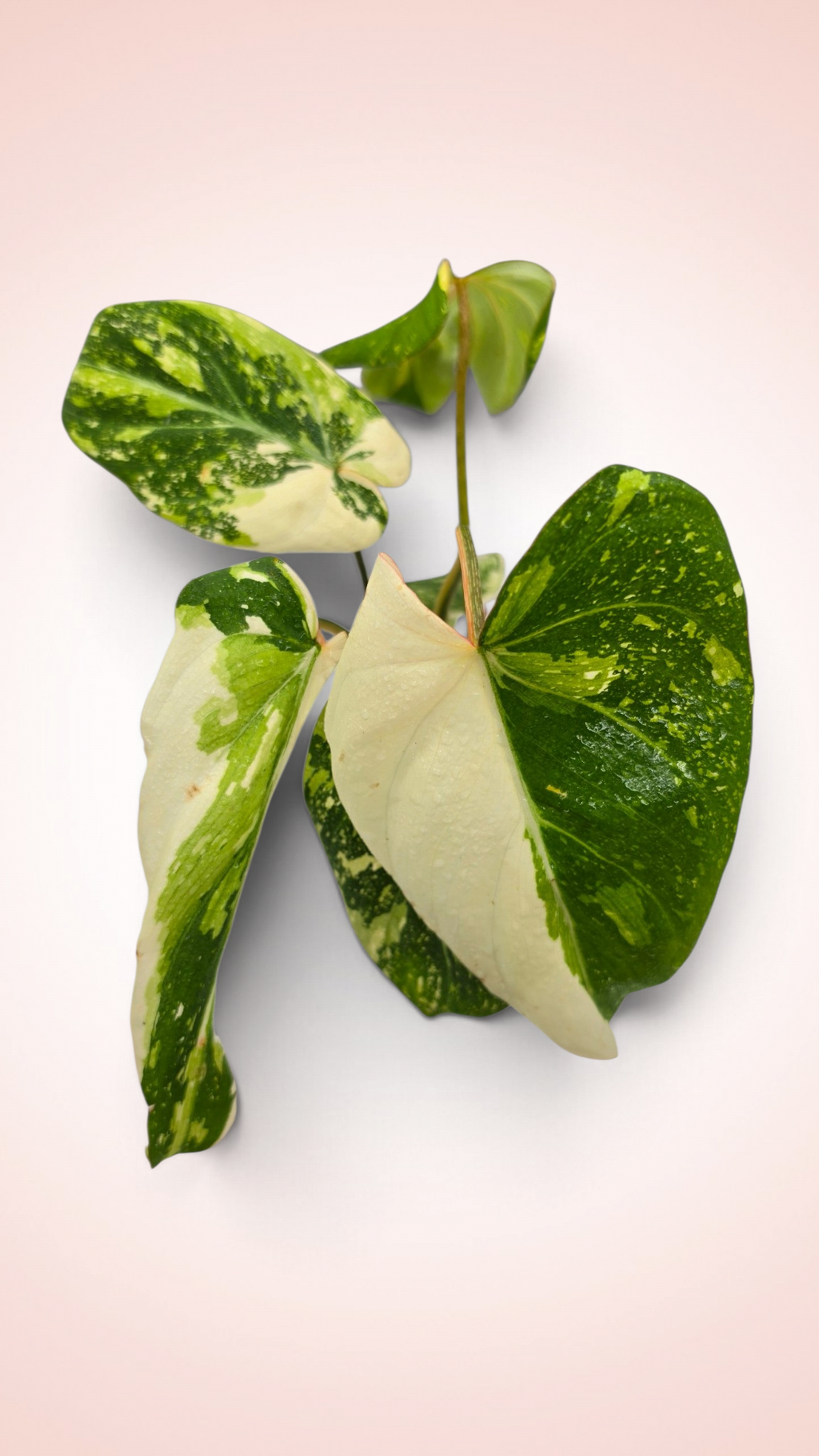Philodendron Gloriosum Galaxy Variegated