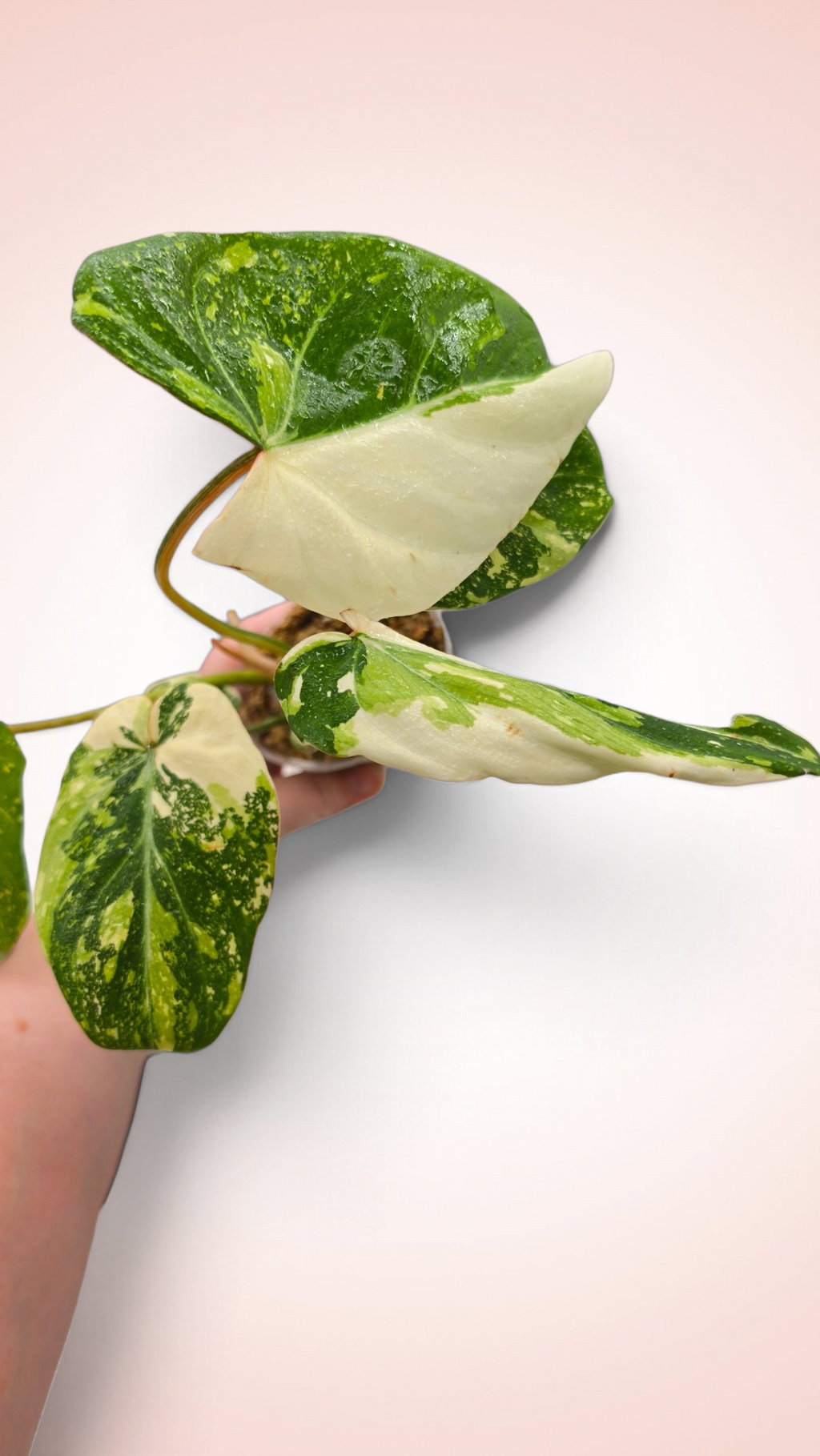 Philodendron Gloriosum Galaxy Variegated