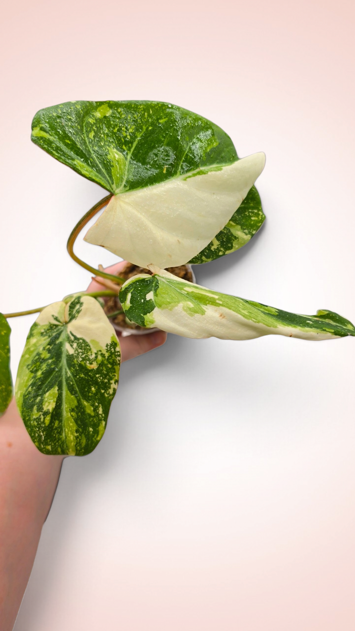 Philodendron Gloriosum Galaxy Variegated