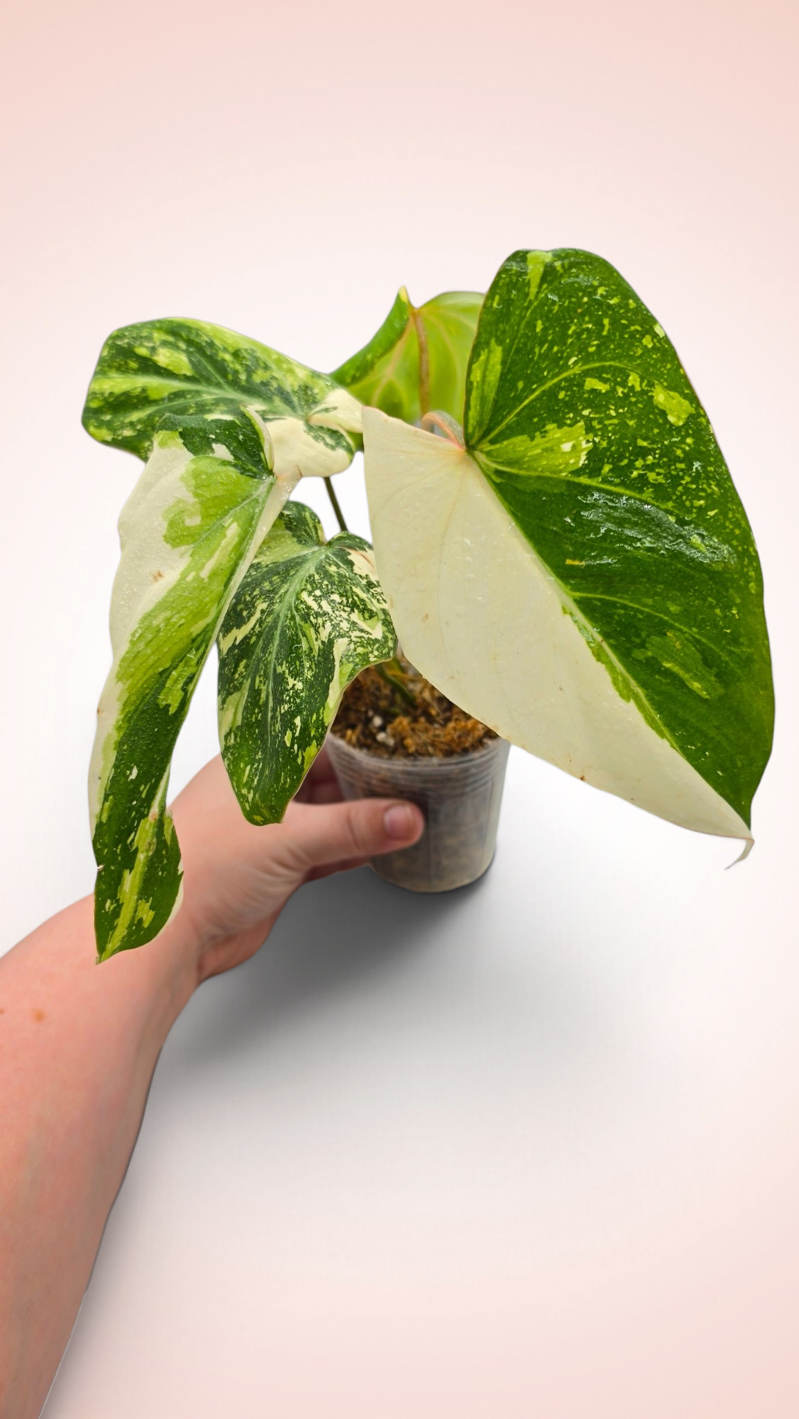 Philodendron Gloriosum Galaxy Variegated