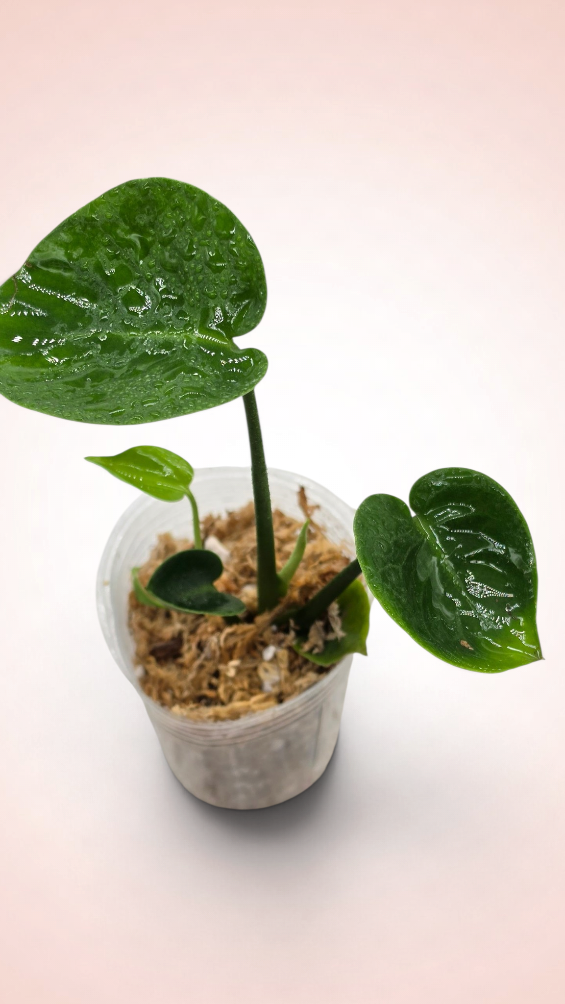 Monstera Cupcake