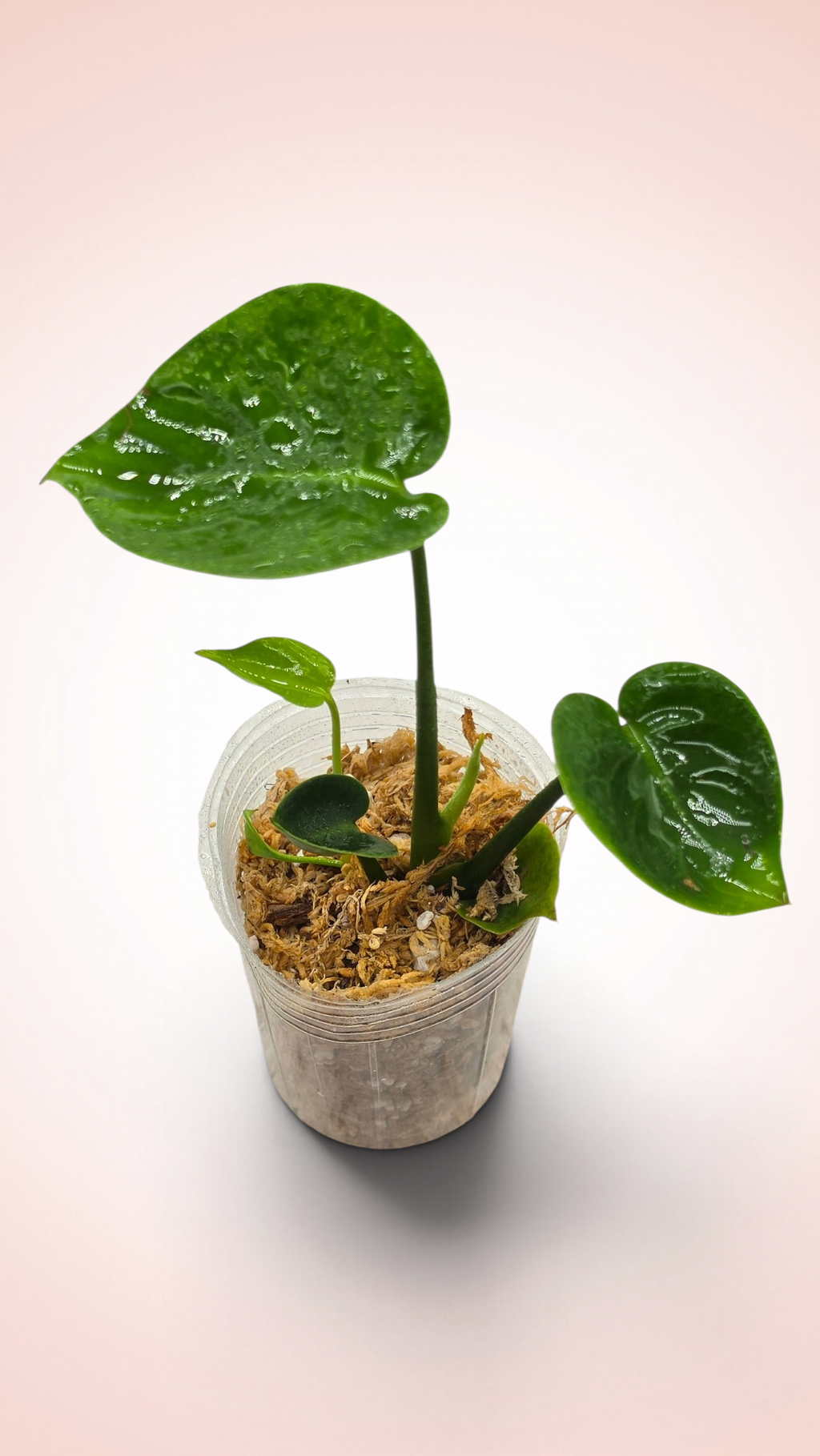 Monstera Cupcake