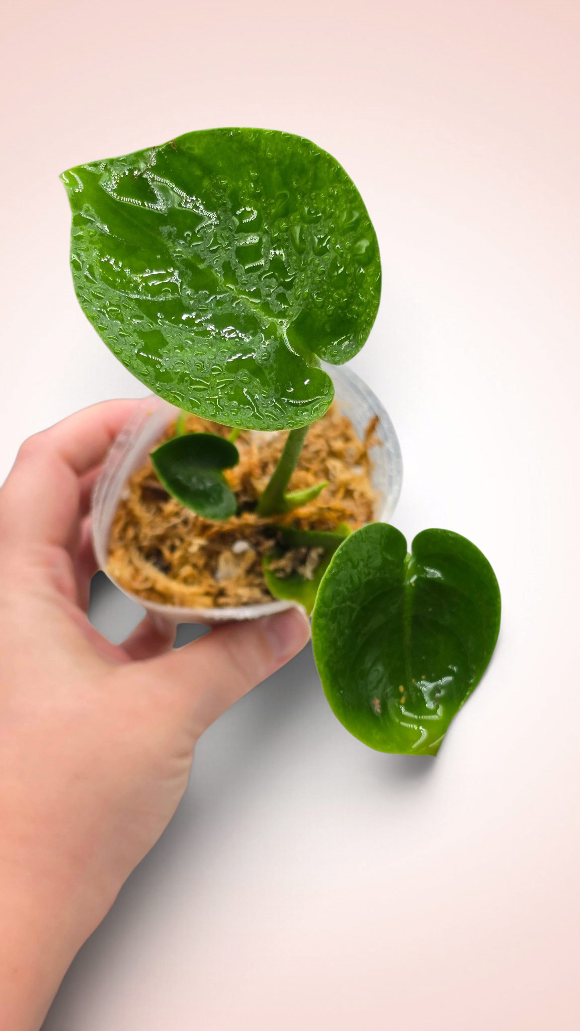 Monstera Cupcake