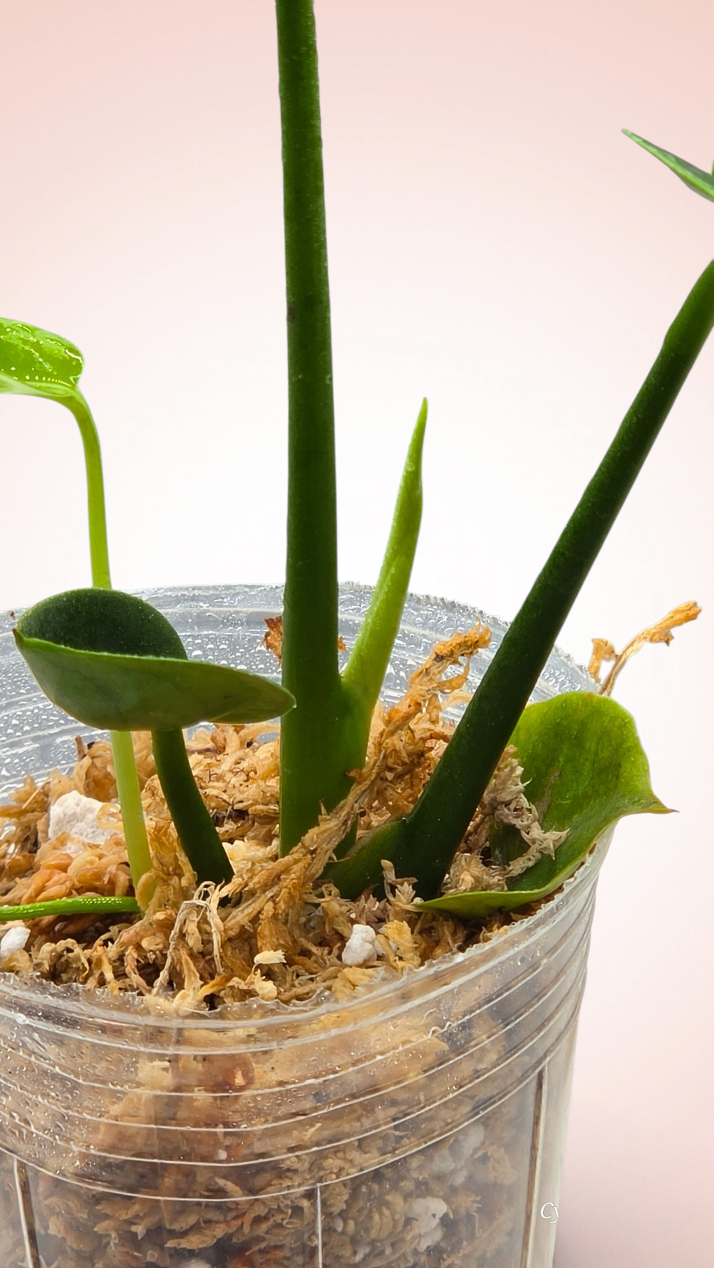 Monstera Cupcake