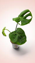 Monstera Cupcake