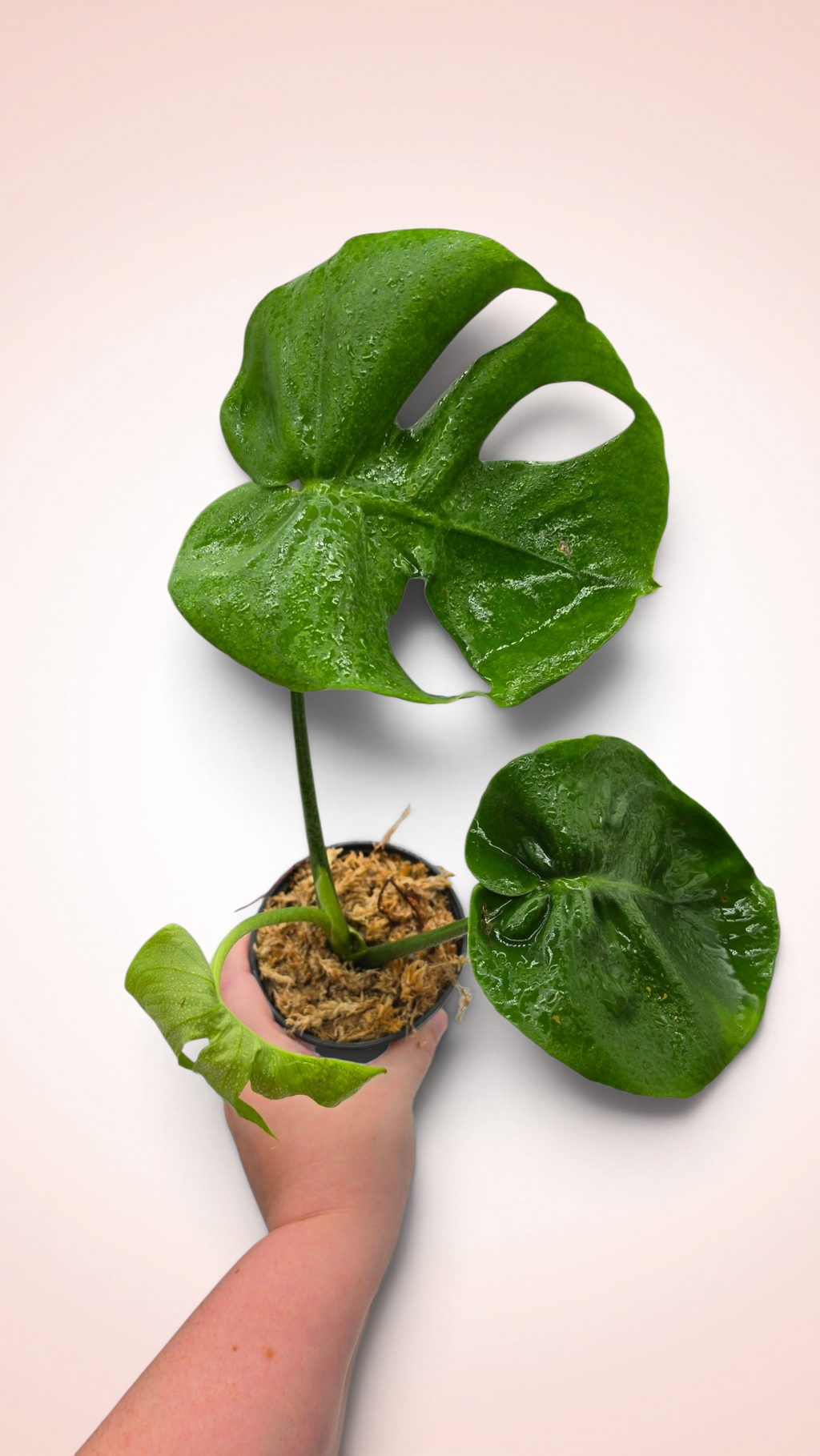 Monstera Cupcake