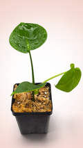 Monstera Cupcake