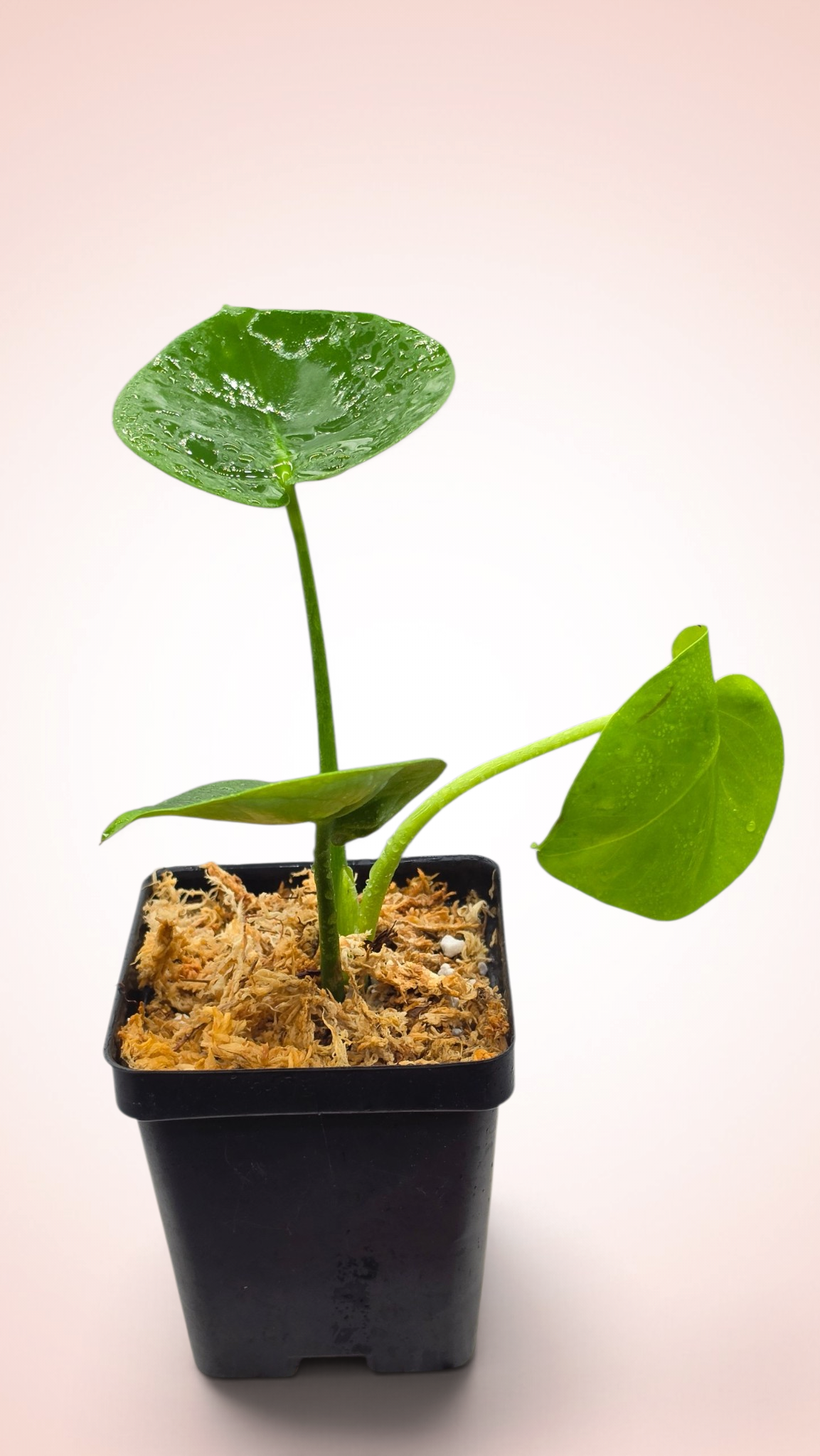 Monstera Cupcake