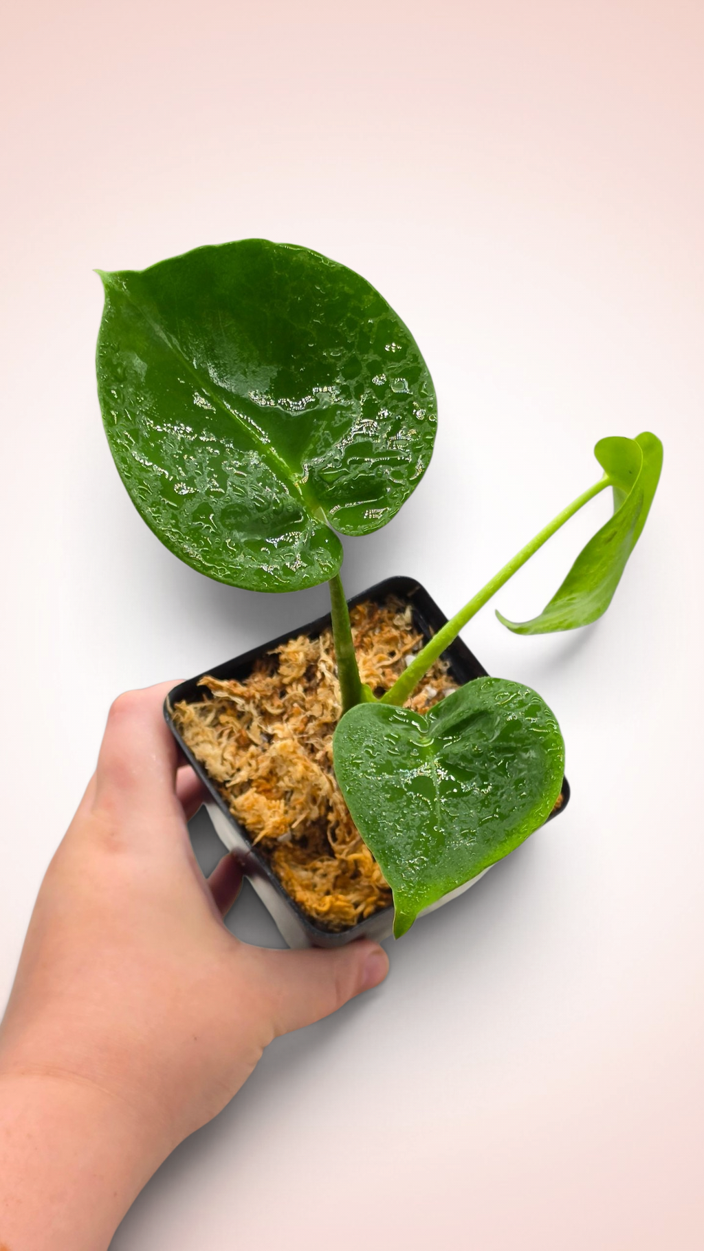 Monstera Cupcake