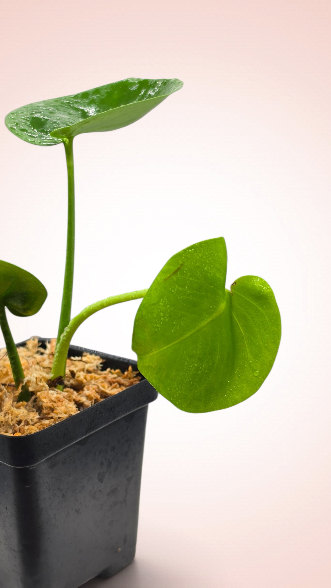 Monstera Cupcake