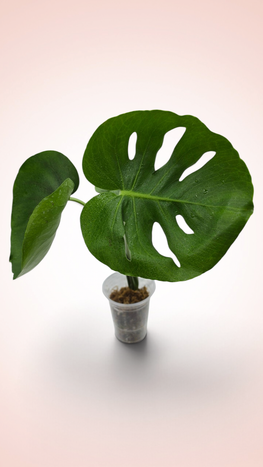 Monstera Cupcake