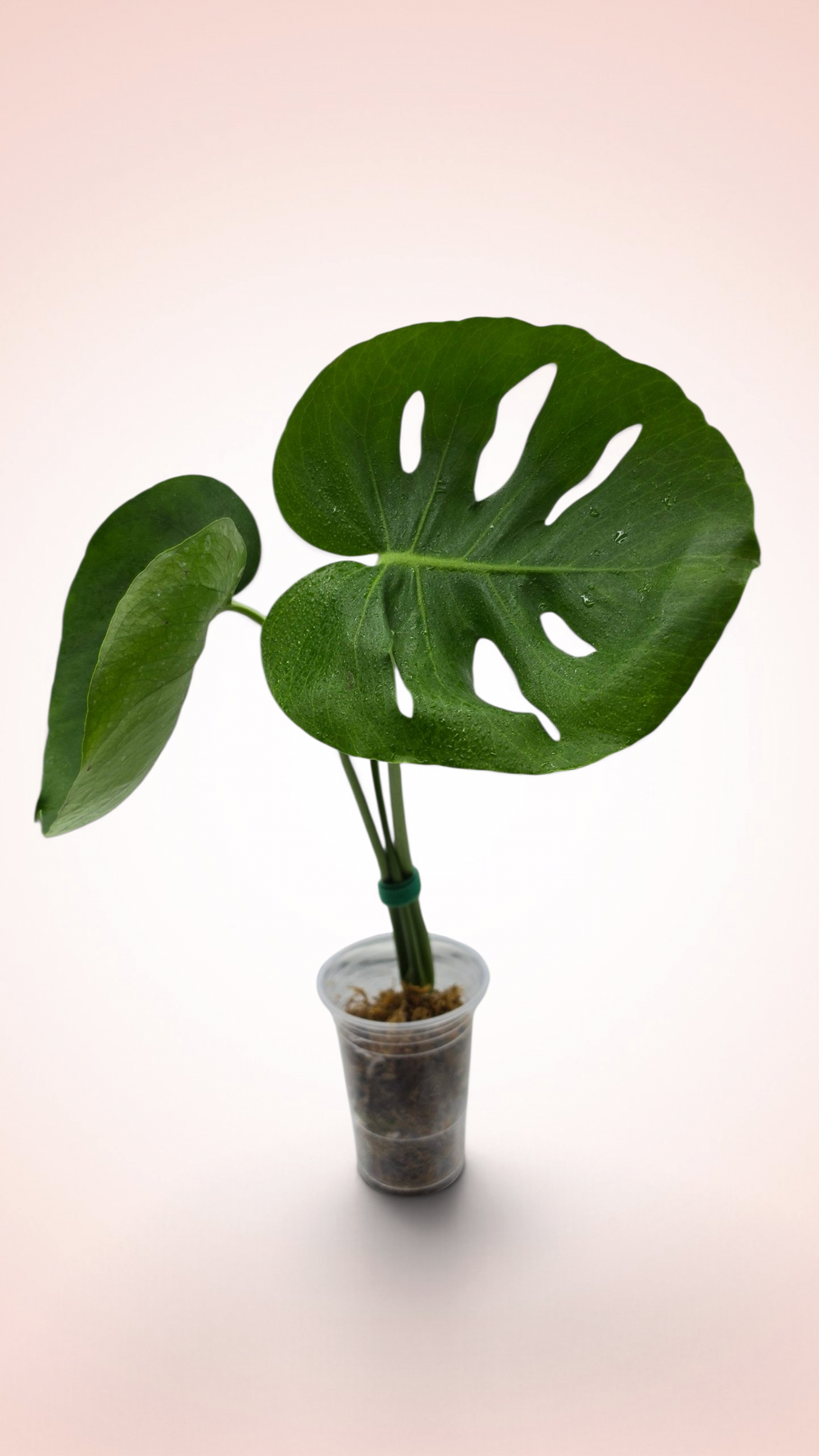 Monstera Cupcake