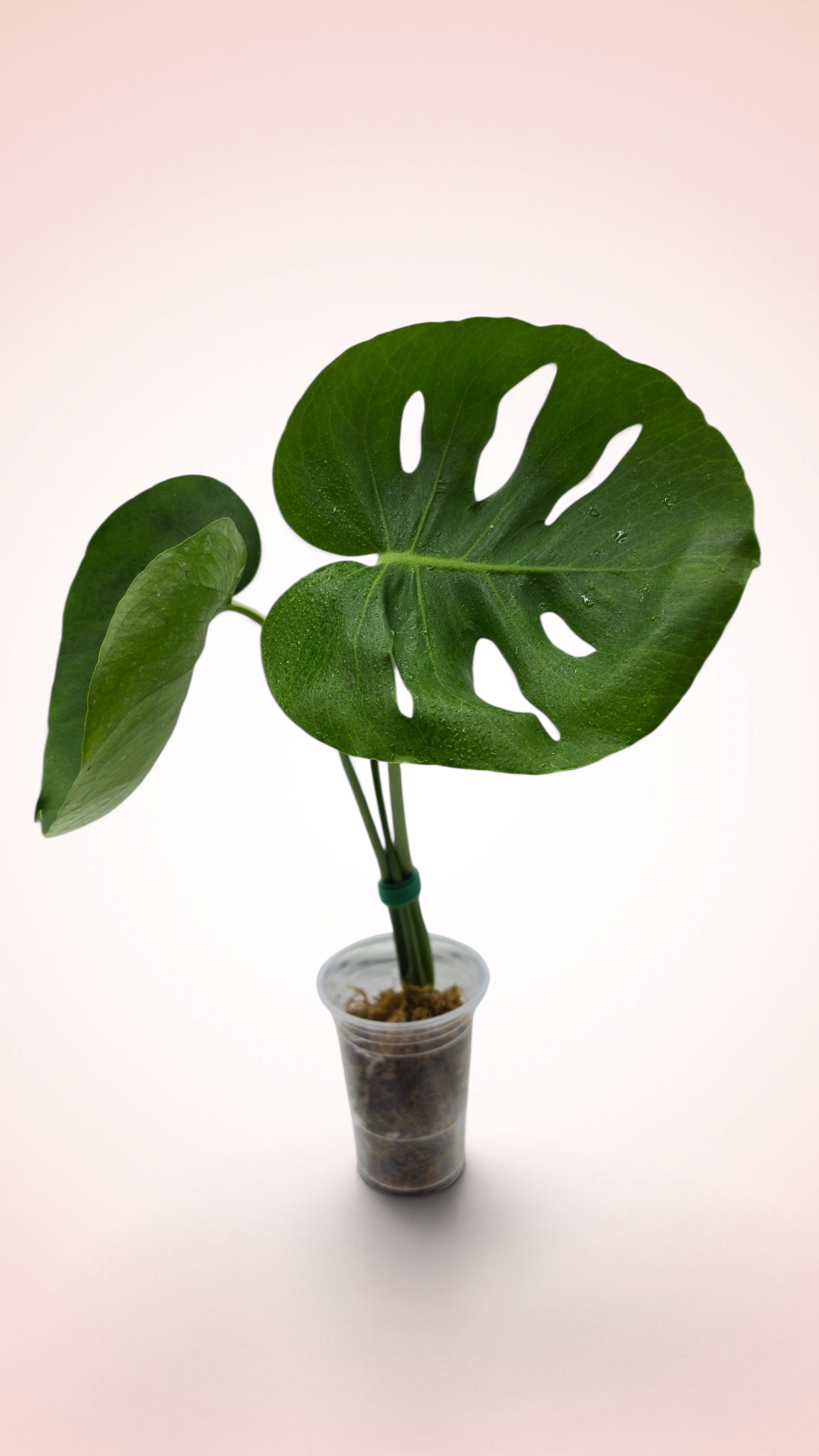 Monstera Cupcake