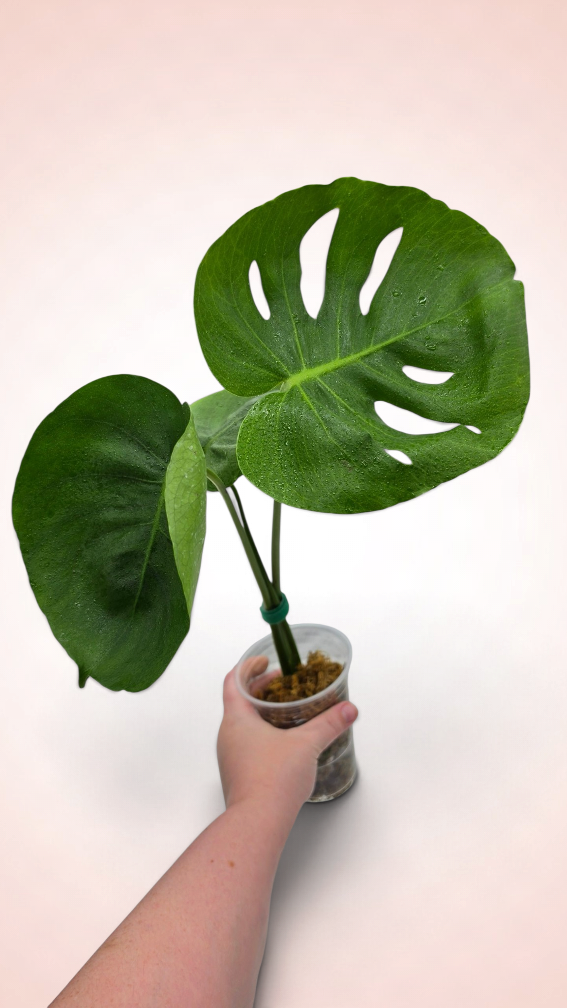 Monstera Cupcake