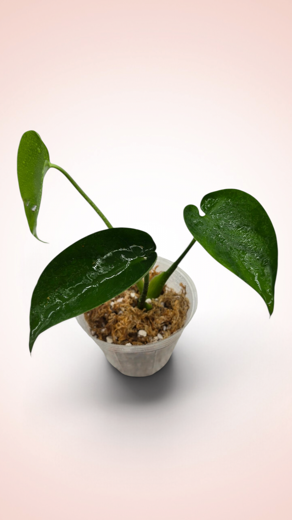 Monstera Cupcake