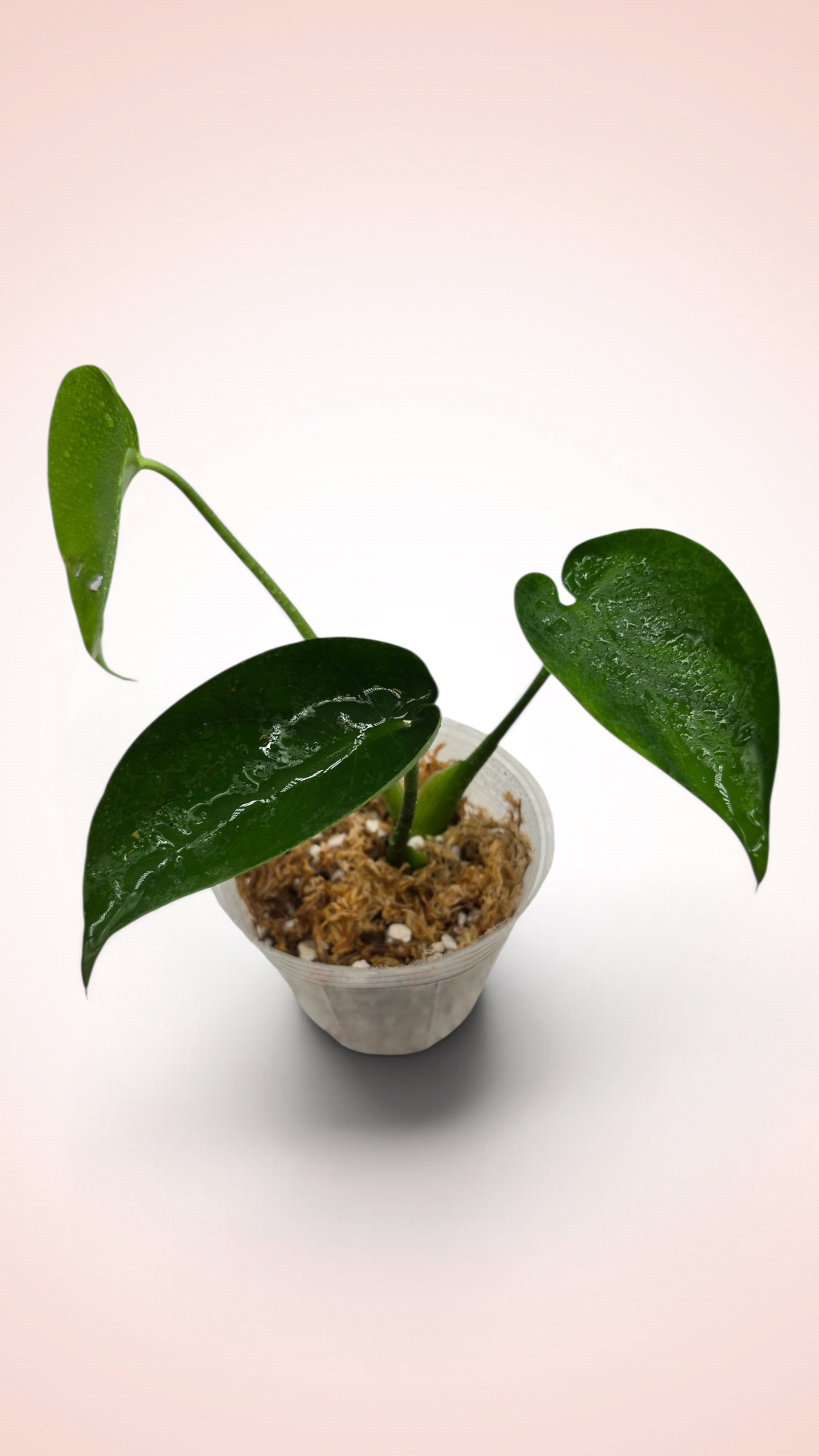Monstera Cupcake