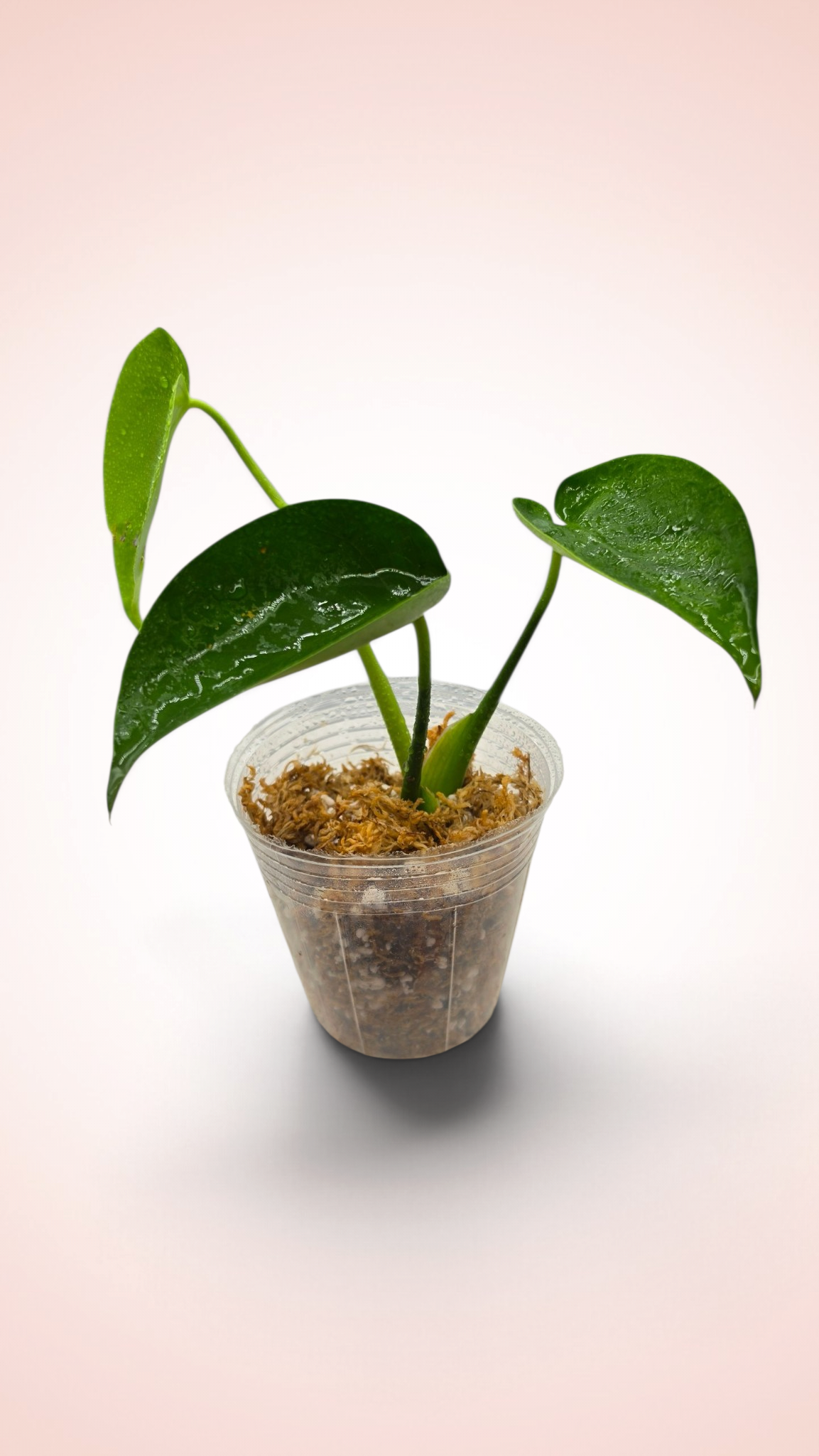 Monstera Cupcake