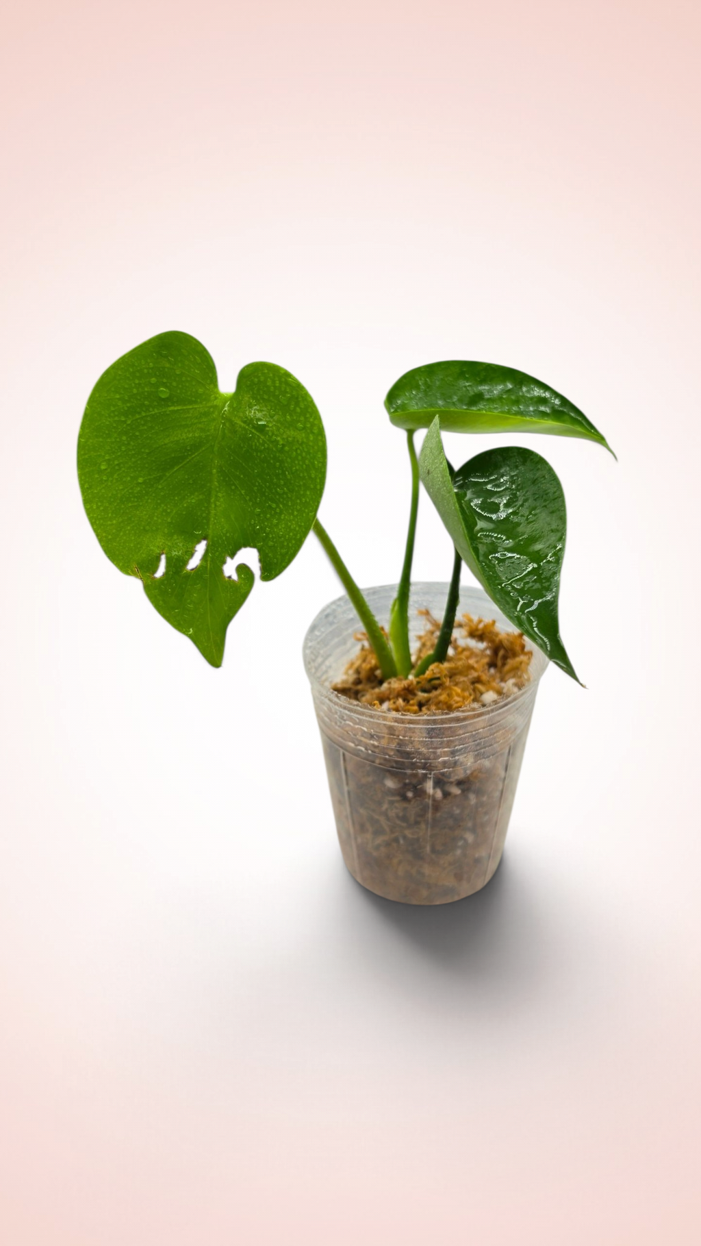 Monstera Cupcake