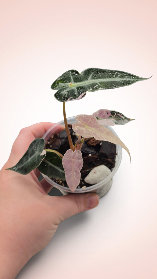 Alocasia Bambino Pink